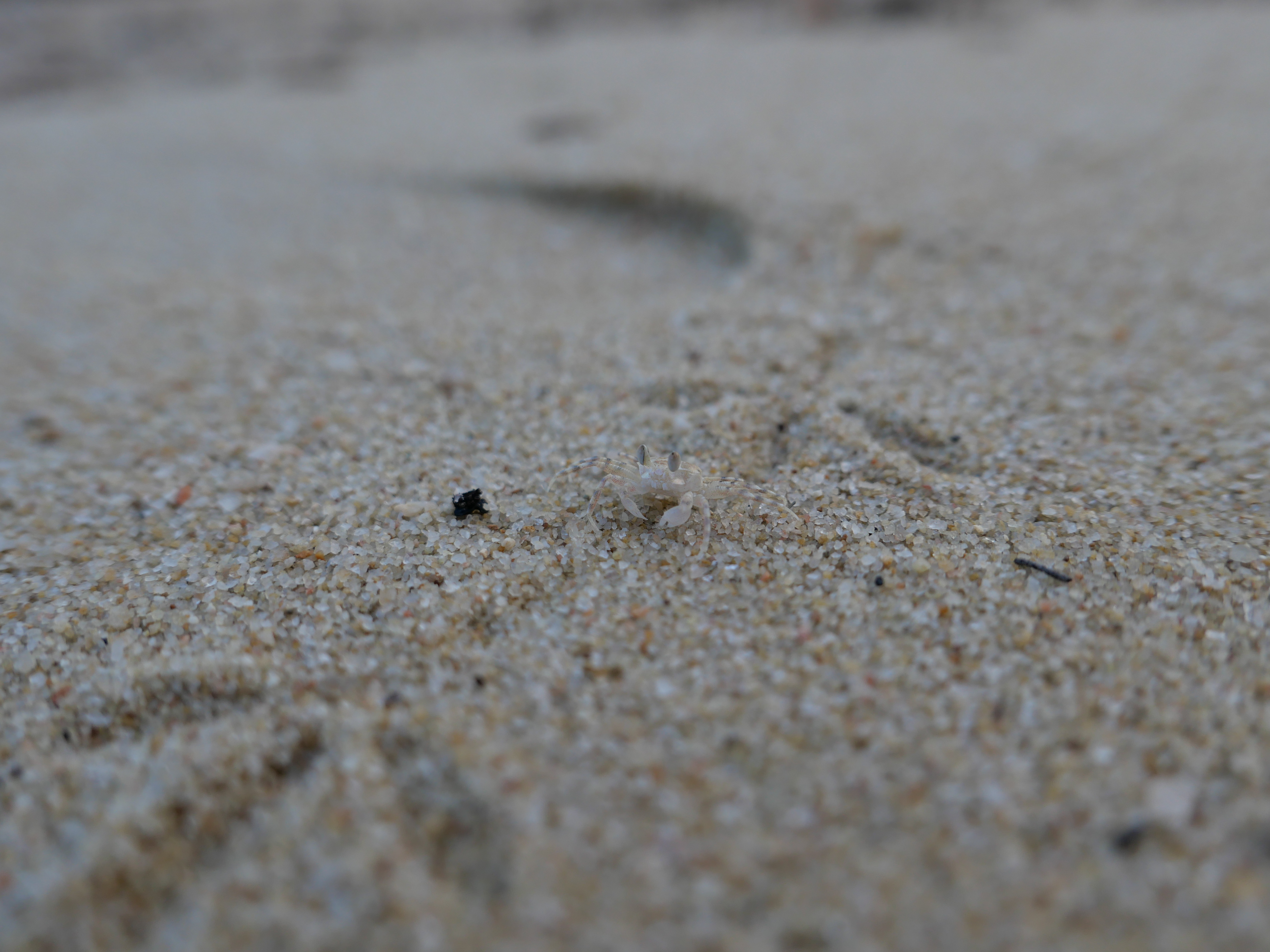 A small crab on the beach